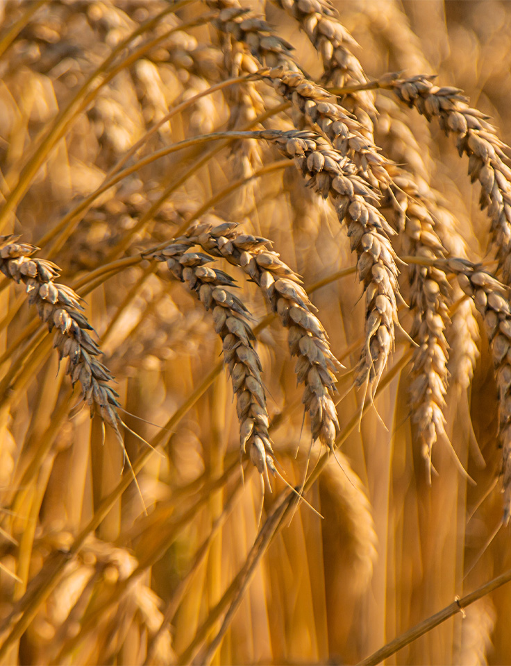 Wheat