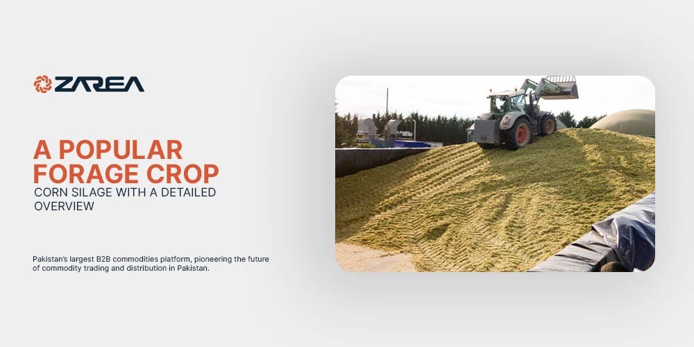 A Popular Forage Crop | Corn Silage With A Detailed Overview