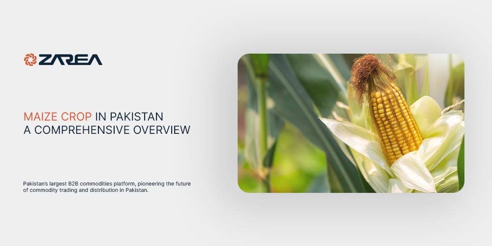 Maize Crop in Pakistan – A Comprehensive Overview